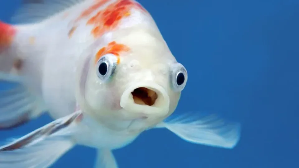 Retour sur les poissons du 1er avril 2026 : Alors, vous y avez cru ou pas ?